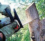 Best Tree Disease Treatment  in Mcdonough, GA