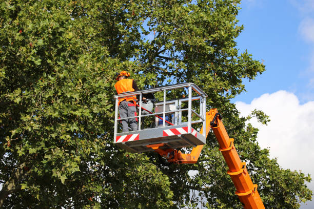 Best Stump Grinding and Removal  in Mcdonough, GA