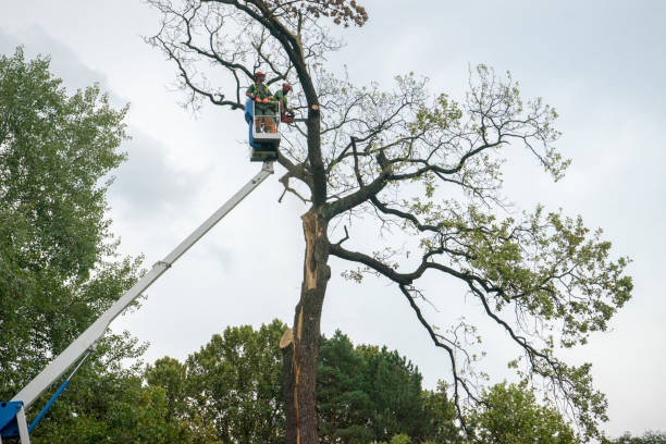 Best Tree Cabling and Bracing  in Mcdonough, GA