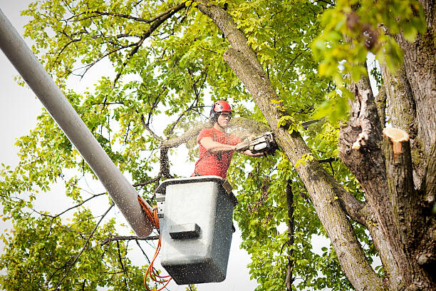 Best Leaf Removal  in Mcdonough, GA