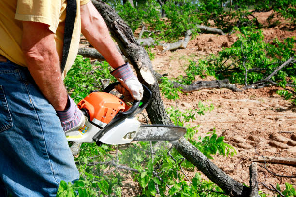 Best Seasonal Cleanup (Spring/Fall)  in Mcdonough, GA